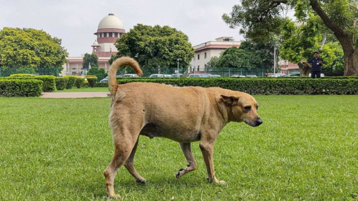 आवारा कुत्तों पर सुप्रीम कोर्ट का फैसला, खतरनाक कुत्तों को मिलेगी इच्छामृत्यु