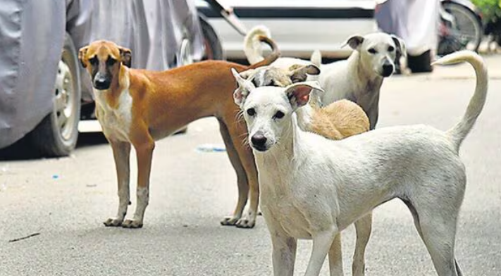 दिल्ली स्टेडियम में विदेशी कोचों पर आवारा कुत्तों का हमला