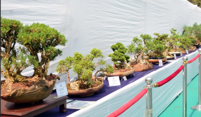 मुंबई में अनोखी बोनसाय–ओरिगामी प्रदर्शनी का जादू